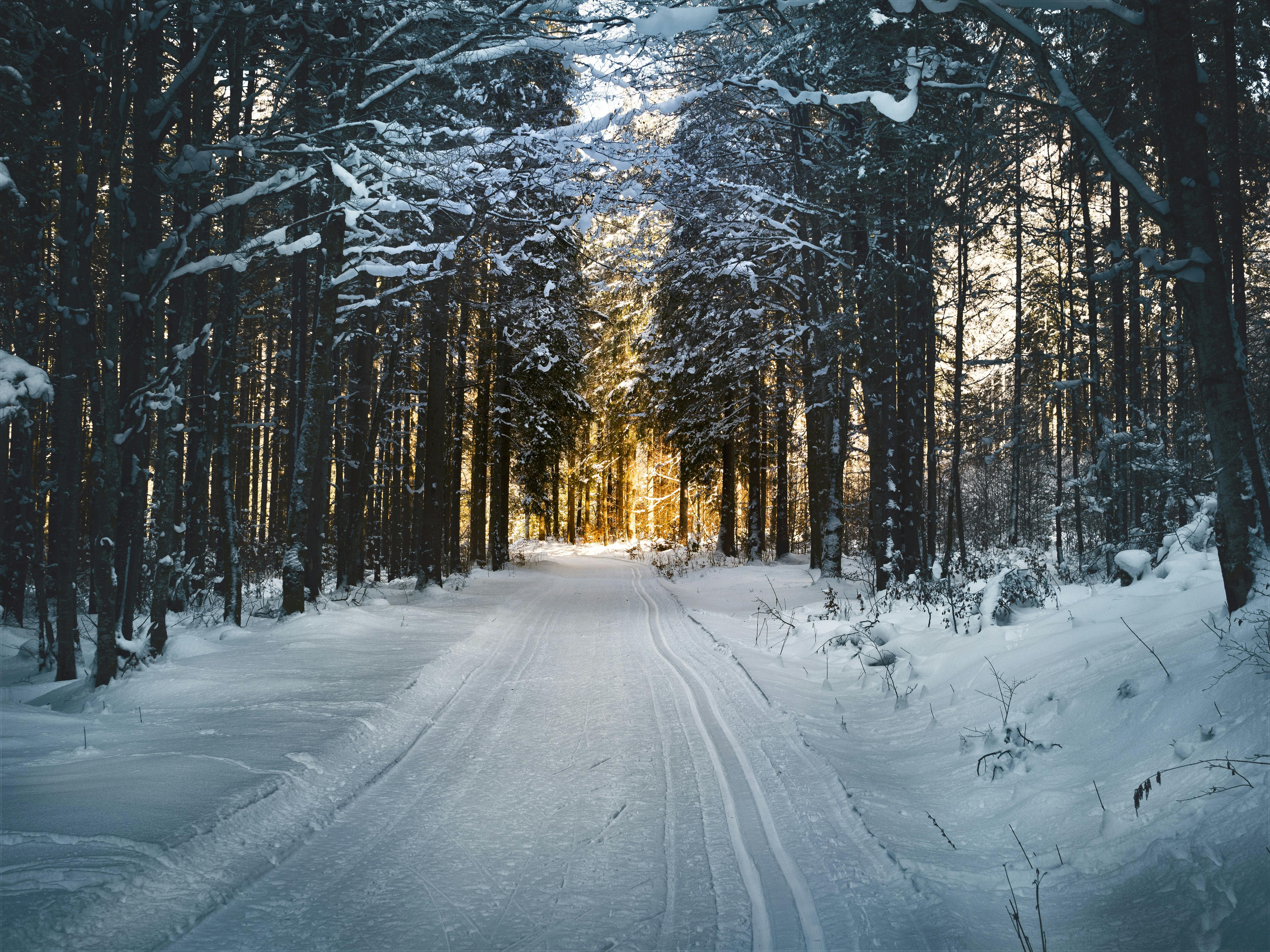 Winter scene with trees and a snow-covered pathway.